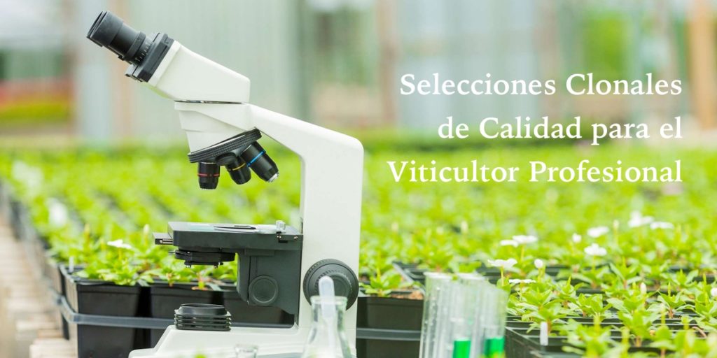 clones de vid